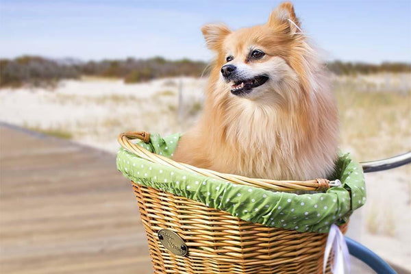How to Measure Your Dog For a Basket