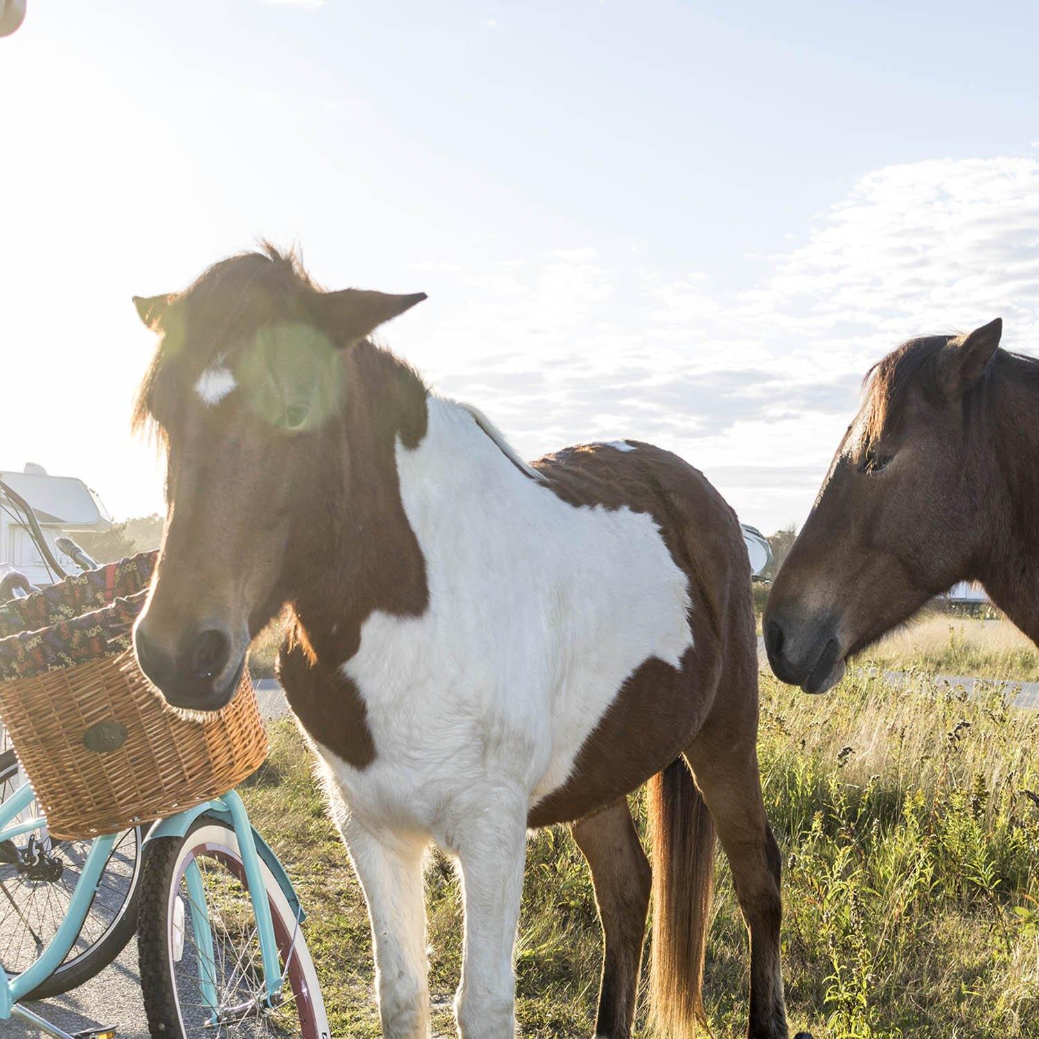 Assateague Front Mount Bike Basket - Beach & Dog Co.