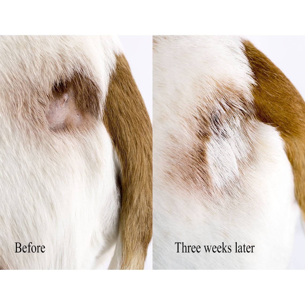 Hot Spot Relief (4 oz) Natural Itch Relief for Dogs - Beach & Dog Co.