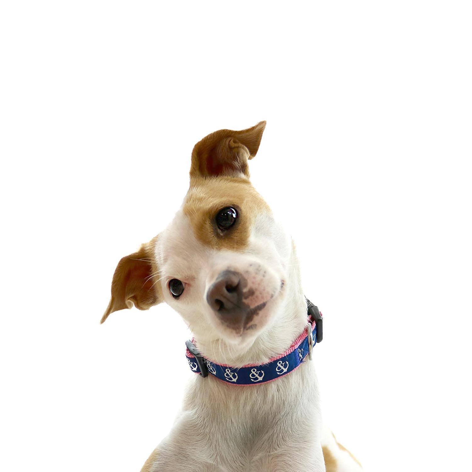 Pink and Blue Anchors Collar - Beach & Dog Co.