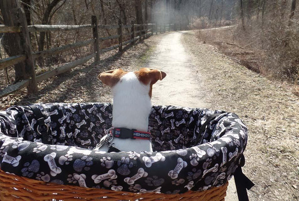 Seven Easy Steps to Train Your Dog to Ride in a Bicycle Basket